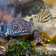 Local people enjoy river wildlife
